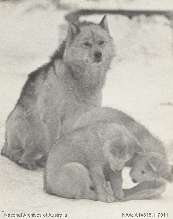 Husky dog with two puppies sitting on the ice, shot during the British Antarctic Expedition 1910-1913, photo by Herbert Ponting.