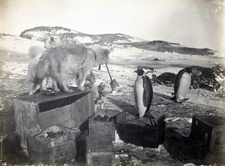 Husky dogs watching emperor penguins, shot during the British Antarctic Expedition 1907-1909.