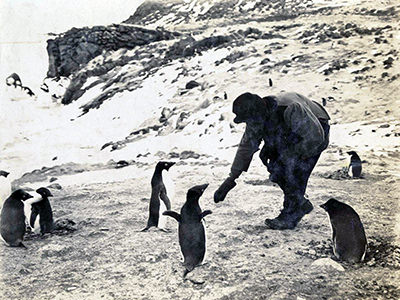 Scottish biologist James Murray reaching his hand towards small Adélie penguins during the British Antarctic Expedition 1907-1909, copyright National Archives of Australia.
