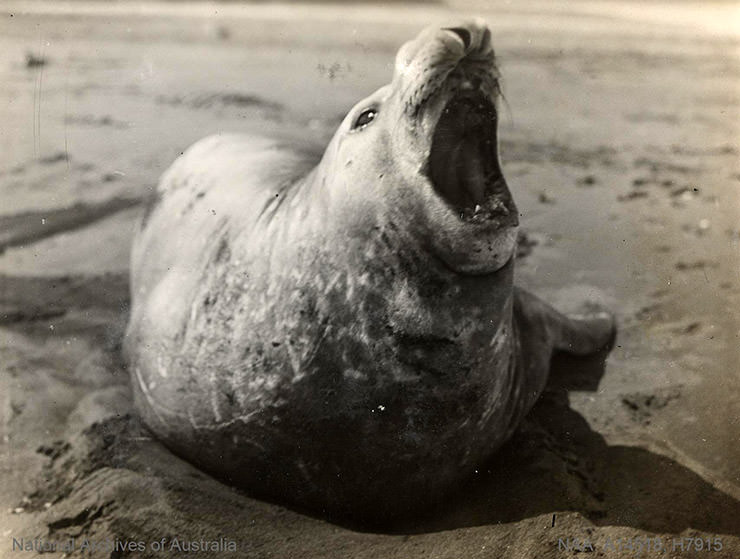 Male seal elephant roaring on the beach in Antarctica, shot during the BANZARE expedition 1901-1936.