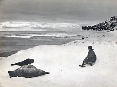 Man sitting close to resting seals on icy shoreline of Antarctica, during the British Antarctic Expedition 1907-1909, copyright National Archives of Australia.