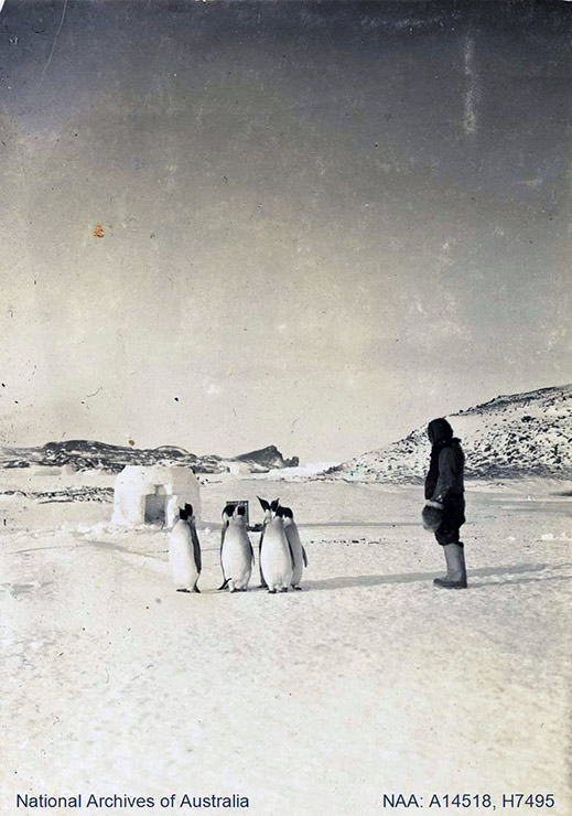 Antarctica explorer standing close to penguins, with an igloo in the background, shot during the British Antarctic Expedition 1907-1909.