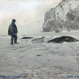 Man standing close to the seals in Antarctica, shot during the British Antarctic Expedition 1907-1909.