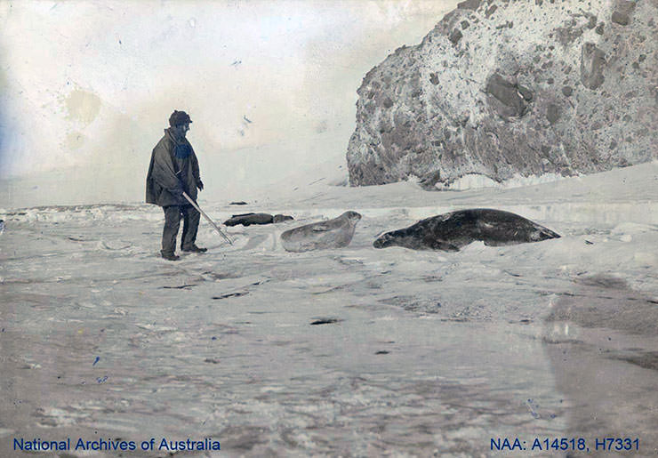 Man standing close to the seals in Antarctica, shot during the British Antarctic Expedition 1907-1909.