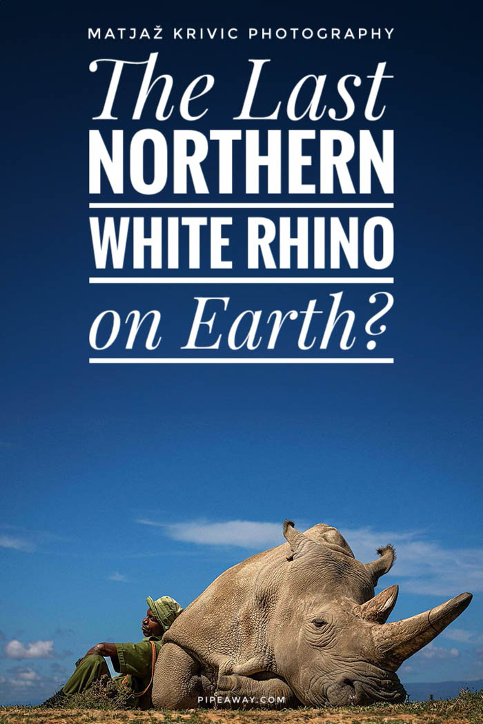 Najin, one of the two last Northern White Rhinos in the world, and her caretaker Zachary Mutai, star in the touching set of pictures delivered by Matjaž Krivic. In interview with Pipeaway, Slovenian photographer speaks about his views on environmental photography and future of the planet.