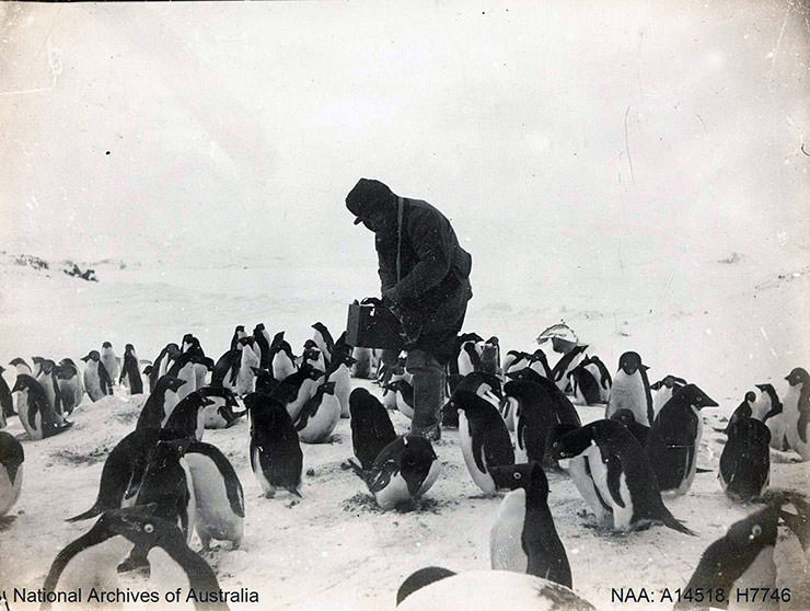 Man exploring Antarctica standing in the center of a group of Adélie penguins during the British Antarctic Expedition 1907-1909.