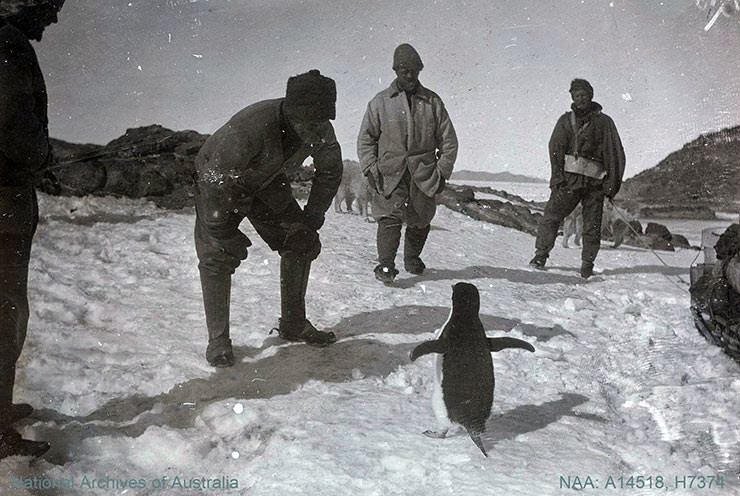 One of Antarctica explorers crouching to greet a small penguin during the British Antarctic Expedition 1907-1909.