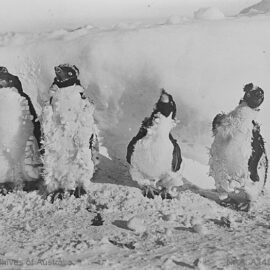 Four snowed-up molting Adélie penguins shot during the Australian Antarctic Expedition 1911-1914, photo by Frank Hurley.