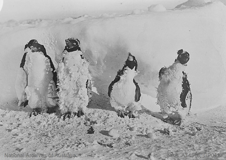 Four snowed-up molting Adélie penguins shot during the Australian Antarctic Expedition 1911-1914, photo by Frank Hurley.