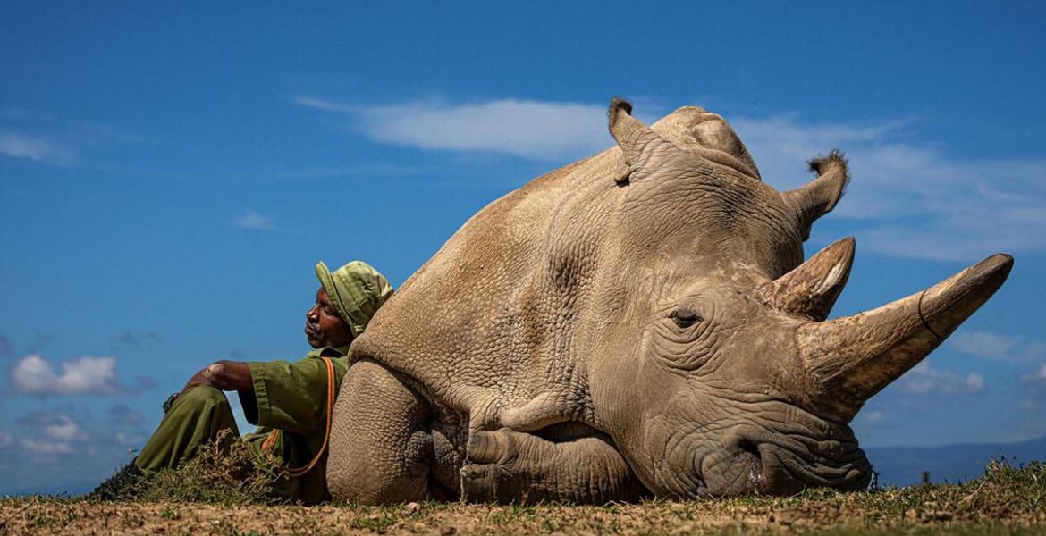 Najin, the second-to-last northern white rhino resting on the ground, with her caretaker Zachary Mutai sitting next to her, leaning on her body, at Ol Pejeta Conservancy in Kenya; photo by Matjaž Krivic.
