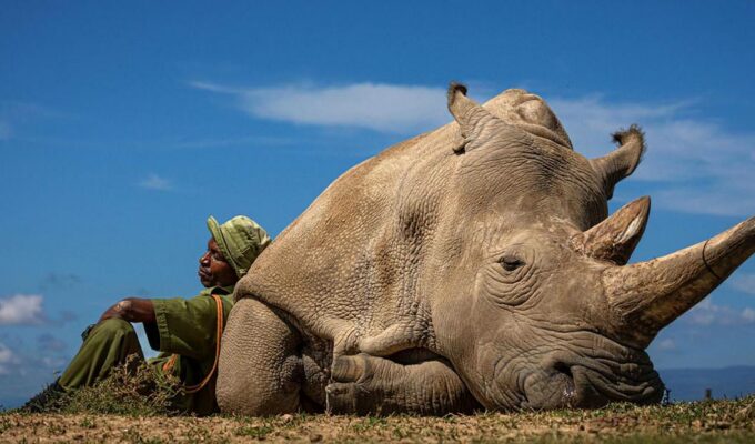 Najin, the second-to-last northern white rhino resting on the ground, with her caretaker Zachary Mutai sitting next to her, leaning on her body, at Ol Pejeta Conservancy in Kenya; photo by Matjaž Krivic.