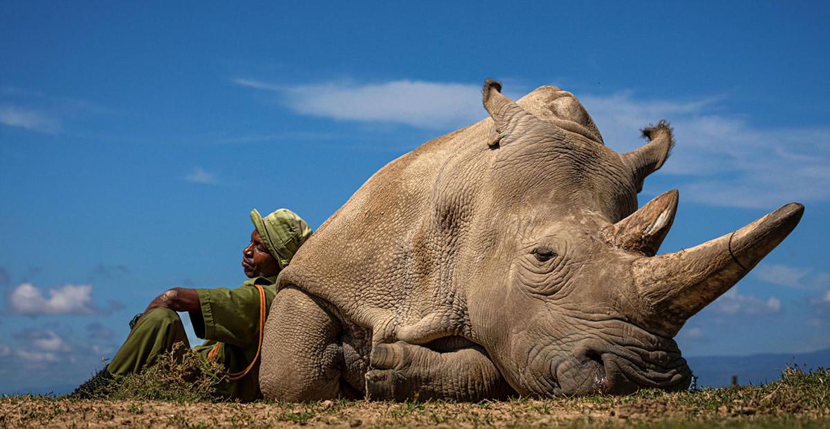 Najin, the second-to-last northern white rhino resting on the ground, with her caretaker Zachary Mutai sitting next to her, leaning on her body, at Ol Pejeta Conservancy in Kenya; photo by Matjaž Krivic.