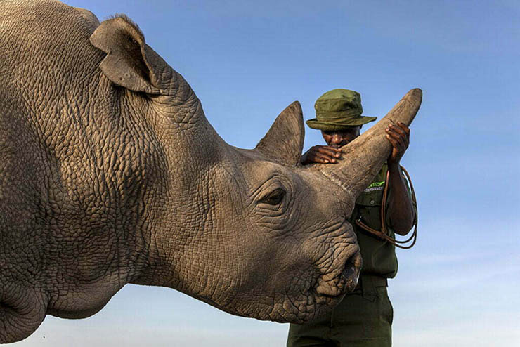 Caretaker Zachary Mutai caressing Najin, one of the last northern white rhinos left in the world after her evening treat, a bunch of carrots; photo by Matjaž Krivic.