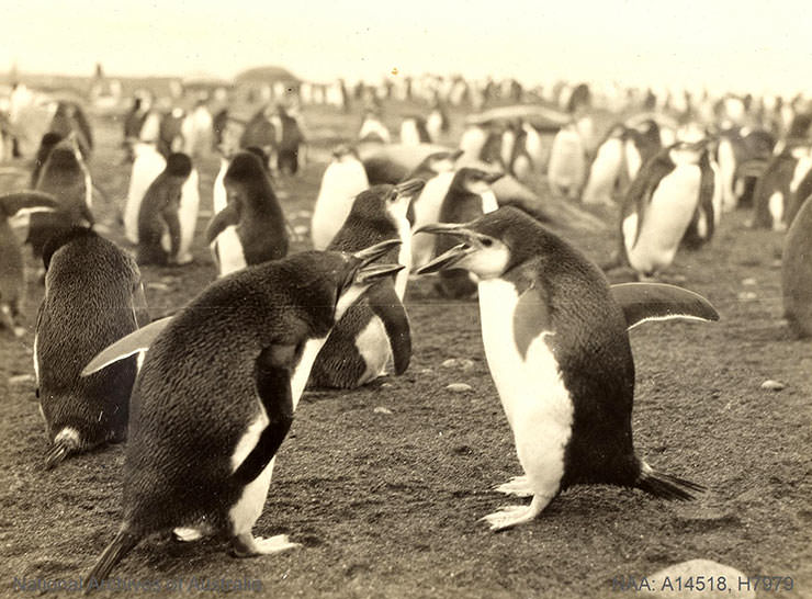 Penguin rookery at Macquarie Island in Antarctica, shot during the BANZARE expedition 1929-1931.