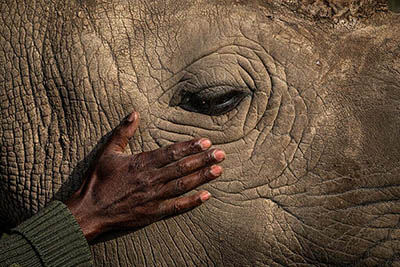 The hand of the caretaker Zachary Mutai caressing the wrinkled head of Najin, one fo the last two remaining northern white rhinos, at Ol Pejeta Conservancy in Kenya; photo by Matjaž Krivic.