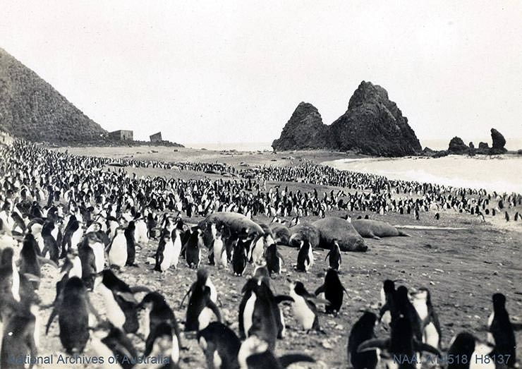 Rookery of hundreds of penguins with seals on the beach in Antarctica, shot during the BANZARE expedition 1929-1931.