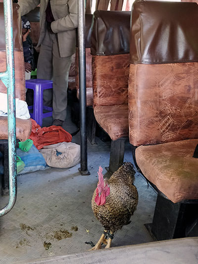 Rooster chicken standing in the bus in Ethiopia, photo by Ivan Kralj.