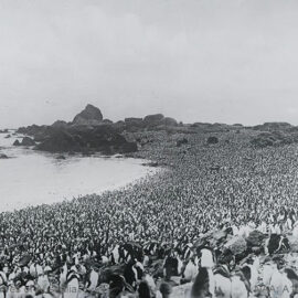 Royal penguin rookery with thousands of penguins covering every inch of the beach surface at Hurd Point at Macquarie Island, shot during the Australian Antarctic Expedition 1911-1914, photo by Frank Hurley.