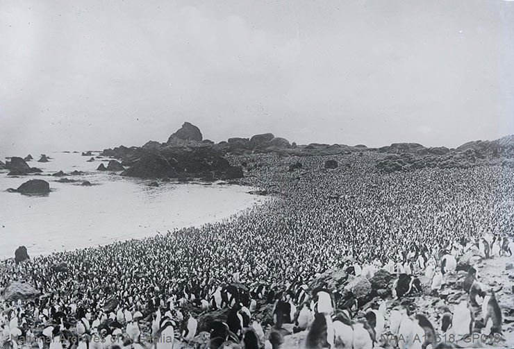 Royal penguin rookery with thousands of penguins covering every inch of the beach surface at Hurd Point at Macquarie Island, shot during the Australian Antarctic Expedition 1911-1914, photo by Frank Hurley.