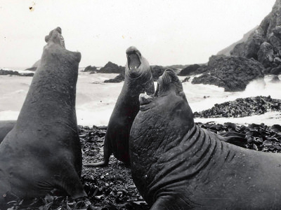 Sea elephants fighting for dominance at the beach of Macquarie Island, shot during the British, Australian, New Zealand Antarctic Research Expedition 1929-1931, copyright National Archives of Australia.