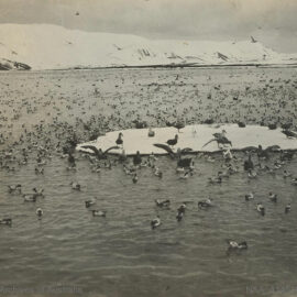 Birds floating in the sea or standing on ice at Kerguelen Island in Antarctica, shot during the BANZARE expedition 1901-1936.