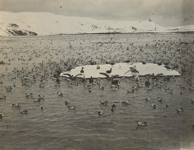 Birds floating in the sea or standing on ice at Kerguelen Island in Antarctica, shot during the BANZARE expedition 1901-1936.