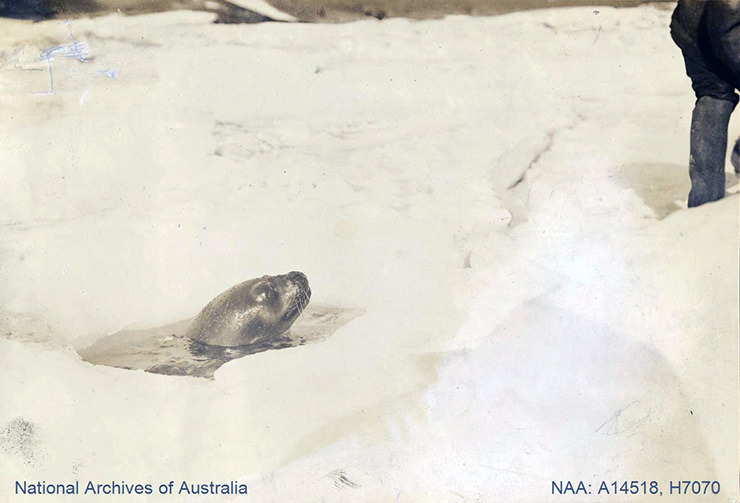 Seal blowing through an ice hole in Antarctica, shot during the British Antarctic Expedition 1907-1909.