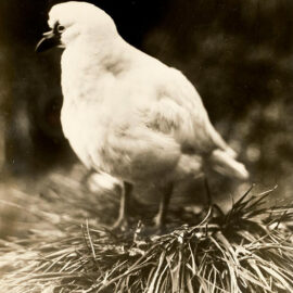 Sheathbill bird on Crozet Island in Antarctica, shot during the BANZARE expedition 1929-1931.