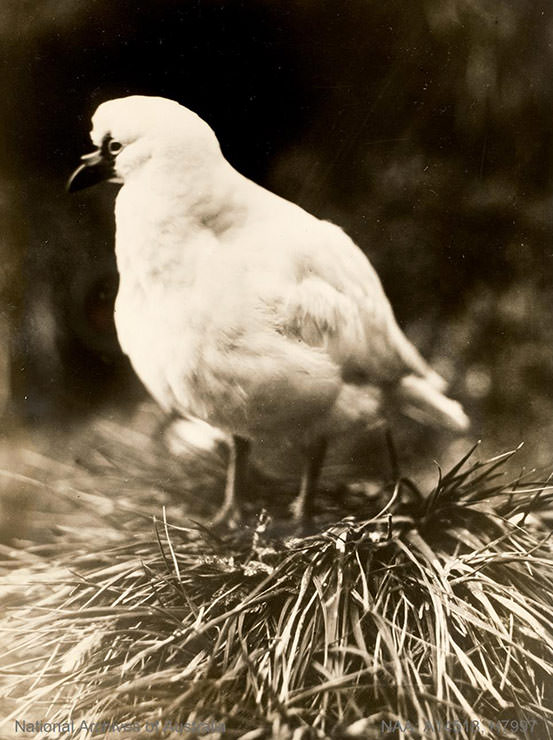 Sheathbill bird on Crozet Island in Antarctica, shot during the BANZARE expedition 1929-1931.