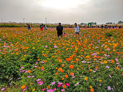People standing in the colorful field of orange, yellow, and pink cosmos flowers at Haneul Park in Seoul, South Korea; photo by Ivan Kralj.