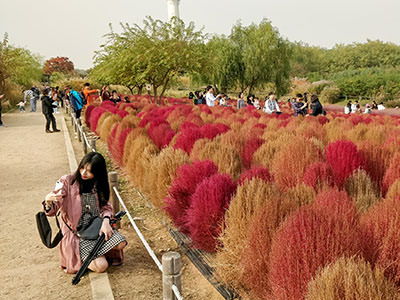 A young woman kneeling to take a selfie in front of the kochia broom cypress field at Haneul Sky Park in Seoul, South Korea; photo by Ivan Kralj.