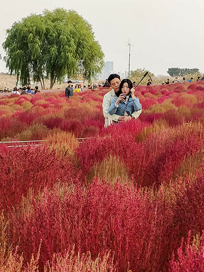 A couple checking their selfies in the filed of kochia broom cypress at Haneul Sky Park in Seoul, South Korea; photo by Ivan Kralj.