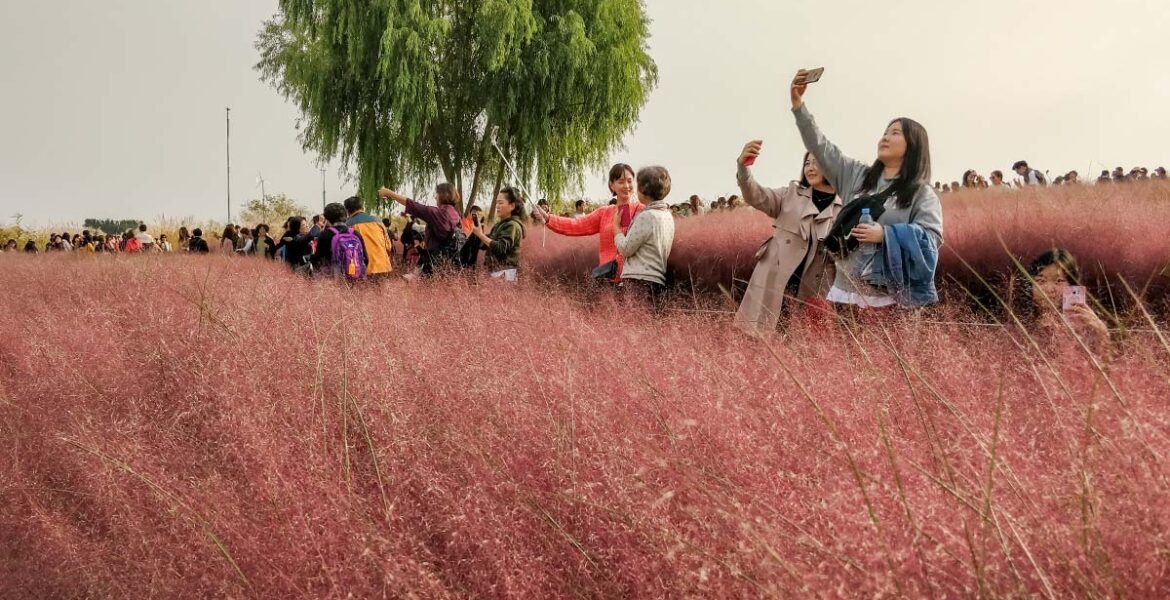 People taking selfies in the field of pink muhly grass at Haneul Park in Seoul, South Korea, also known as Haneul Sky Park; photo by Ivan Kralj.