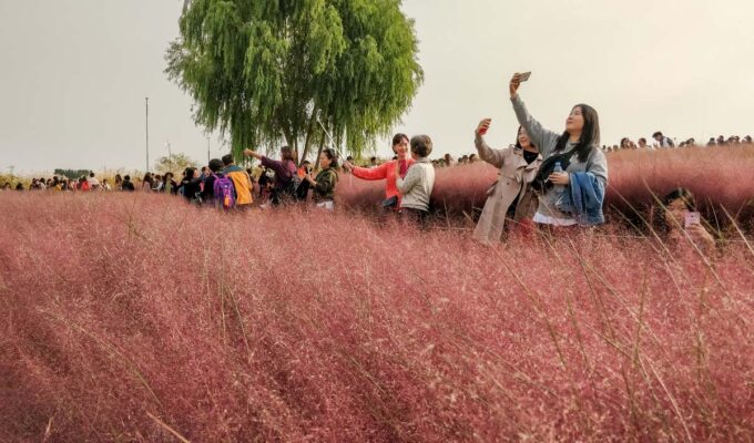 People taking selfies in the field of pink muhly grass at Haneul Park in Seoul, South Korea, also known as Haneul Sky Park; photo by Ivan Kralj.