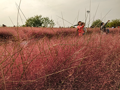 Women taking selfies with a stick, with pink muhly grass in the foreground at Haneul Park in Seoul, South Korea; photo by Ivan Kralj.