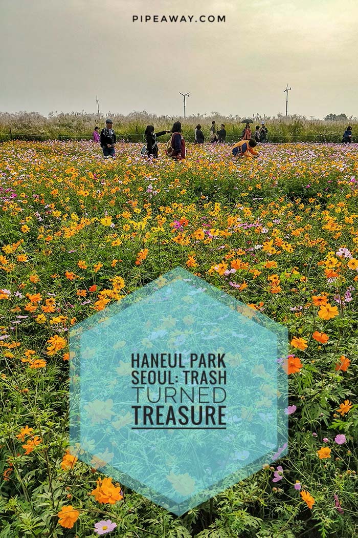 Haneul Park in Seoul, South Korea, is built upon a former landfill site. Today, this ecological park attracts visitors with its array of colorful flowers and ornamental grasses. Read why you should visit the floral wonderland of Haneul Sky Park!