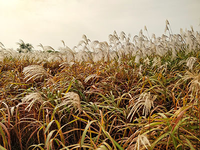 Silver grass, also known as eulalia grass, pampas grass, or miscanthus, the most popular ornamental grass of Haneul Sky Park in Seoul, South Korea; photo by Ivan Kralj.