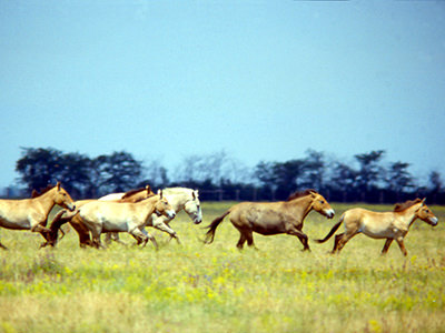 The endangered Przewalski's horses freely running in Askania-Nova reserve in Ukraine, now occupied by Russian military forces; photo by 2bpatchett.