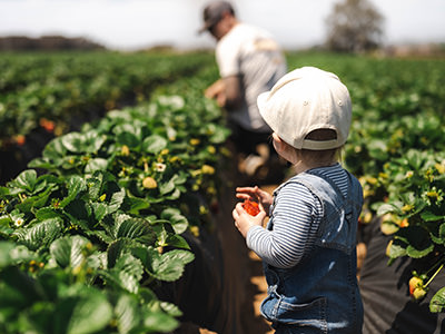 Father picking strawberries in the field, while his little son is eating one; photo by Samantha Fortney, Unsplash.