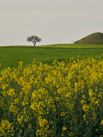 A lonely tree growing in a green field, with yellow flowers in the foreground; photo by Meric Tuna, Unsplash.