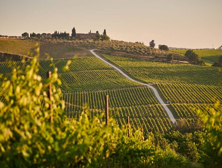Vineyard landscape in Tuscany, home of some of the best Italian wines; photo by Johny Goerend, Unsplash.