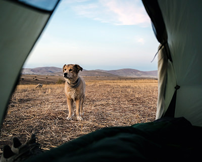 Savannah, the dog, as seen from inside the tent, during the world walking adventure; photo by Tom Turcich.