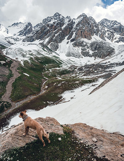 Savannah, the dog, in the snow-covered mountains of Kyrgistan, during the walk around the world; photo by Tom Turcich.