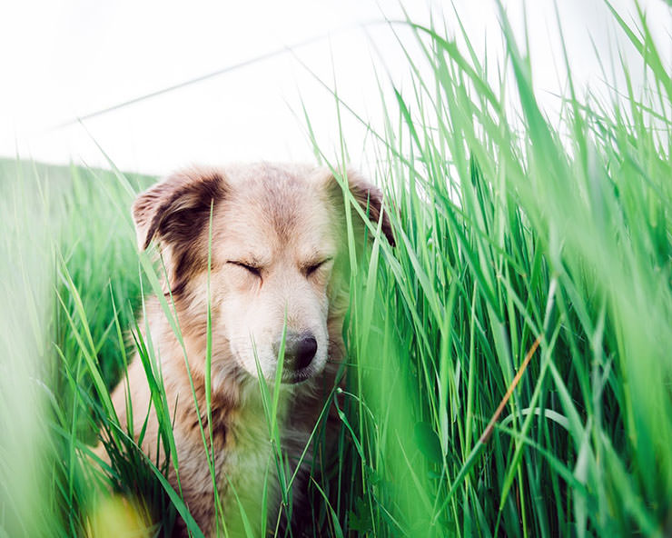 Portrait of Savannah, the dog, in the field of high grass; photo by Tom Turcich.