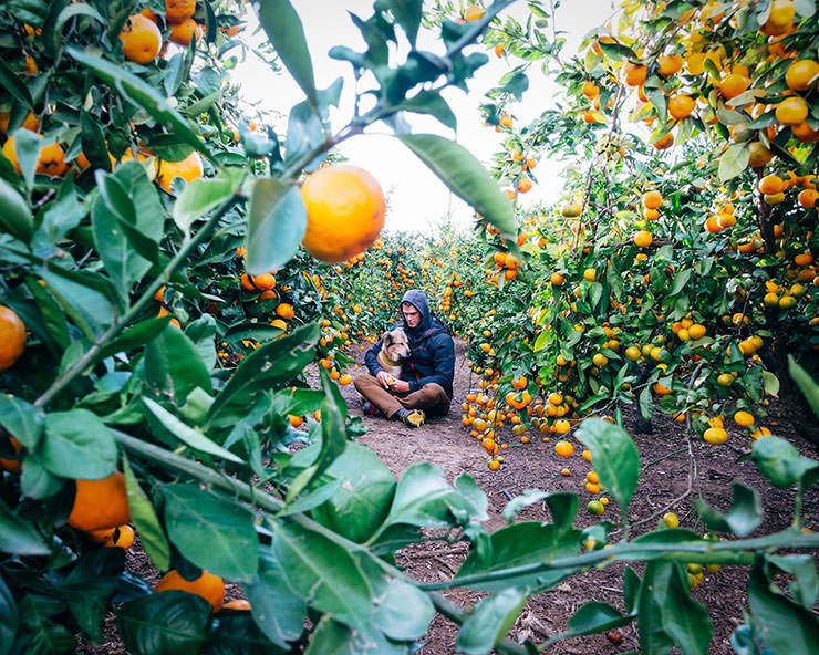 Tom Turcich with his dog Savannah, sitting in the middle of the orange farm in Spain, during their World Walk.