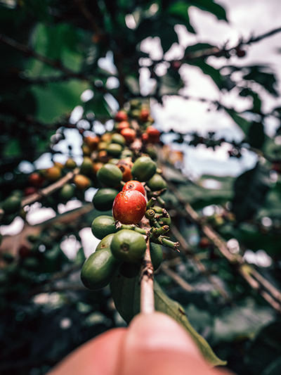 Coffee tree with beans in Colombia, one of the best coffee destinations in the world; photo by Juan Nino, Unsplash.