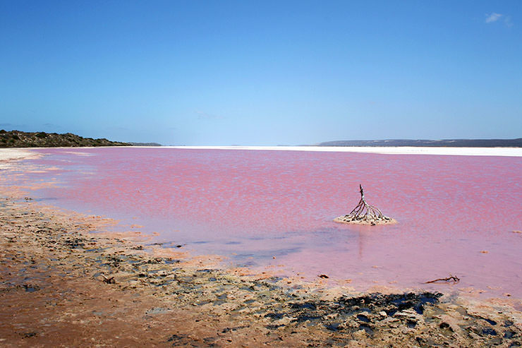 Dry tree in the water of Hutt Lagoon, one of the many pink lakes in Australia; photo by Stu Rapley.