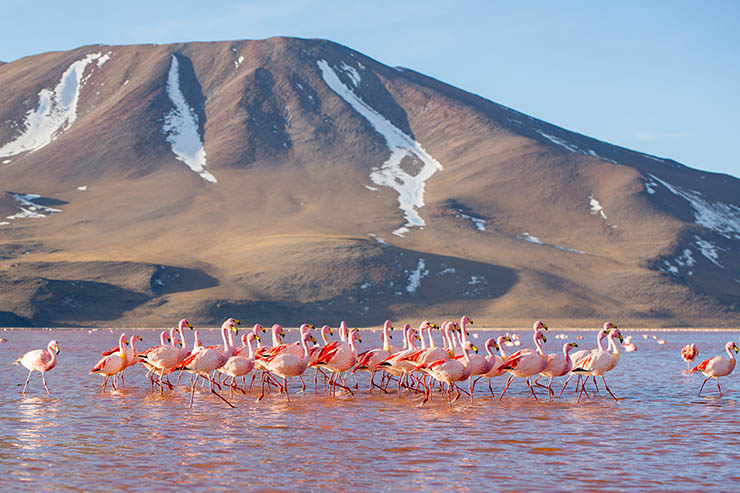 Endangered James's flamingos walking through the shallow waters of Laguna Colorada, a pink lake in Altiplano of Bolivia; photo by Havardtl.