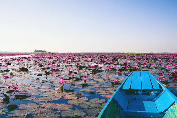 Blue wooden boat in Nong Han Kumphawapi or Red Lotus Lake, covered with pink waterlillies in bloom, Thailand; photo by Georgios Kaleadis. 