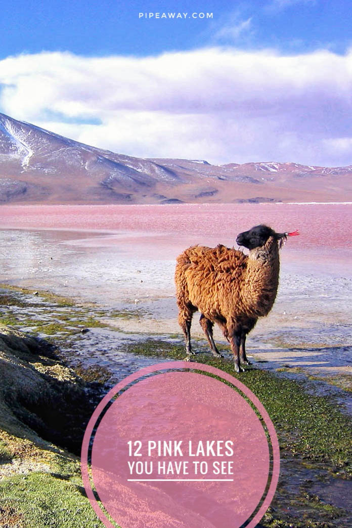 Laguna Colorada in Bolivia is just one of hundreds of pink lakes in the world. From Australia to Americas, this guide introduces you to the best lagunas and salt lakes that turned bubblegum pink.